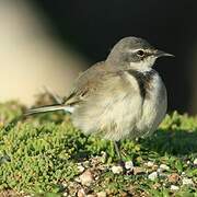 Cape Wagtail