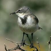 Cape Wagtail