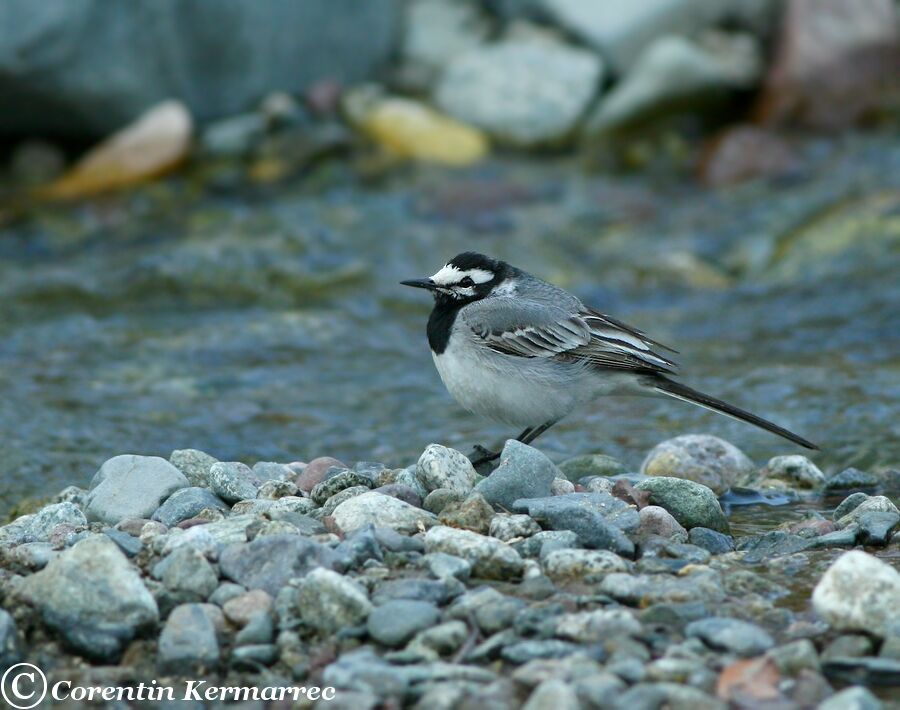 White Wagtail male adult breeding