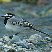 White Wagtail