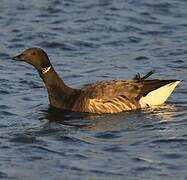 Brant Goose