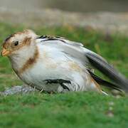 Snow Bunting