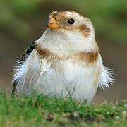 Snow Bunting