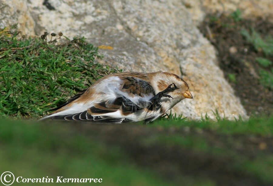 Snow Bunting male adult post breeding