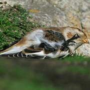 Snow Bunting