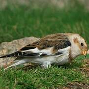 Snow Bunting