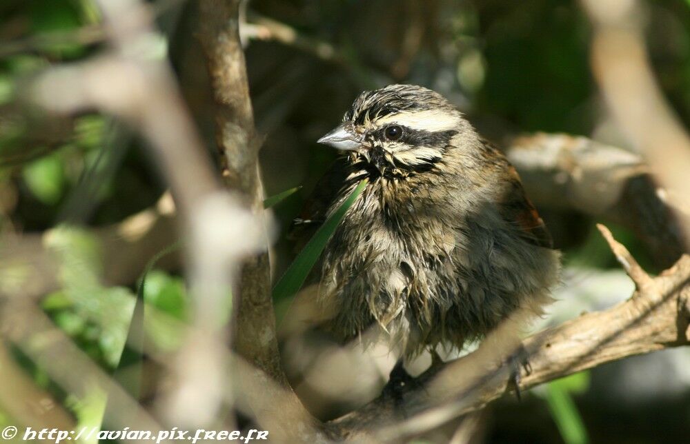 Cape Buntingadult post breeding, identification