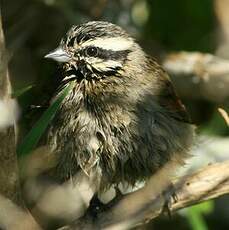 Bruant du Cap