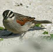 Cape Bunting