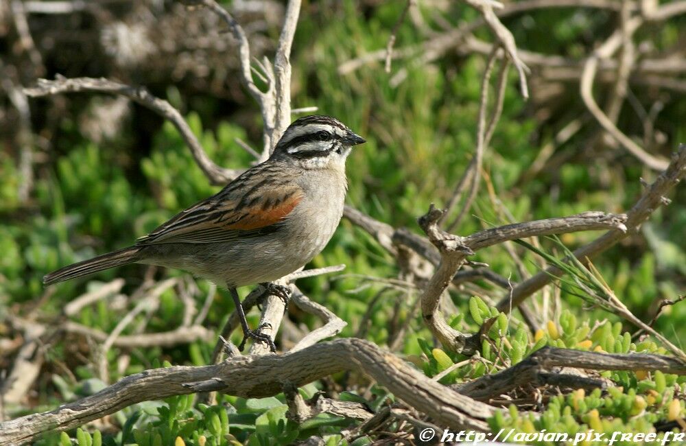 Cape Buntingadult post breeding, identification