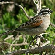 Cape Bunting