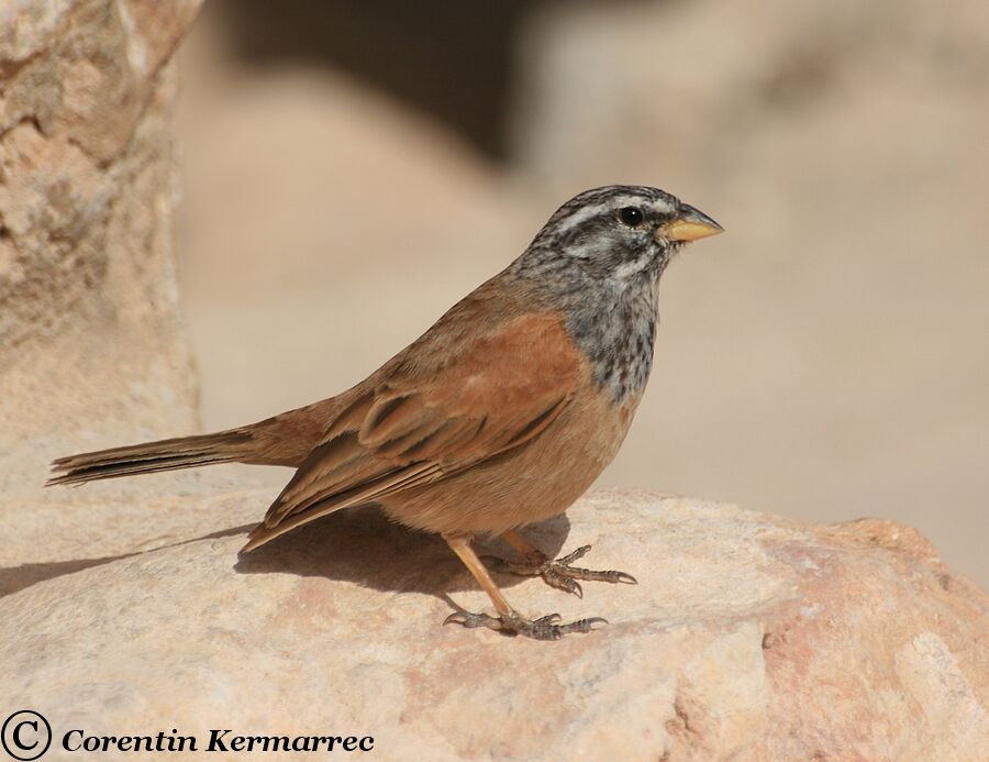 House Bunting male adult breeding, identification