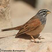 House Bunting