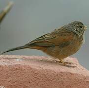 House Bunting