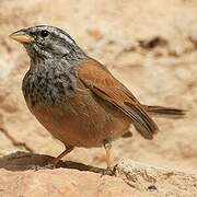 House Bunting