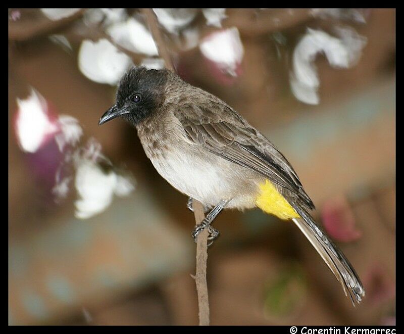 Bulbul de Dodsonadulte nuptial