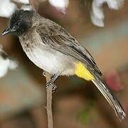 Dodson's Bulbul