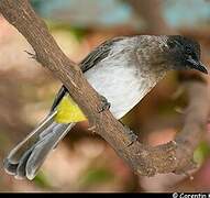 Dodson's Bulbul