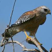 Red-shouldered Hawk