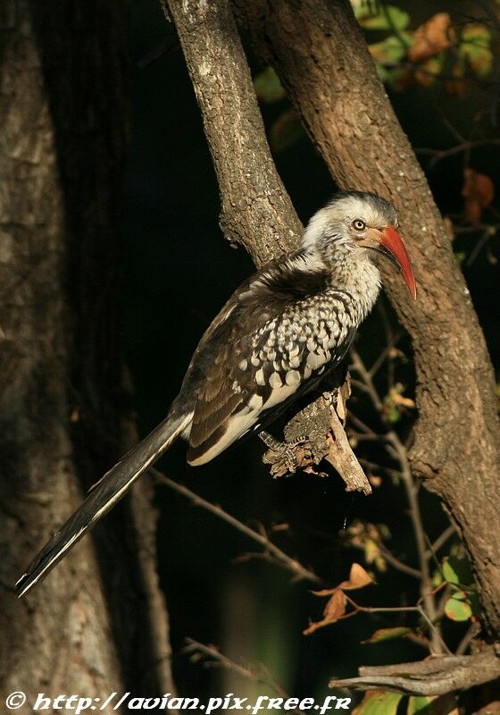 Southern Red-billed Hornbill male adult post breeding, identification