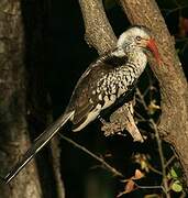 Southern Red-billed Hornbill