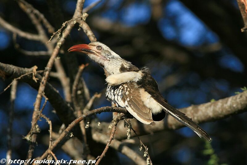 Southern Red-billed Hornbill male adult post breeding