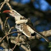 Southern Red-billed Hornbill