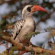 Western Red-billed Hornbill