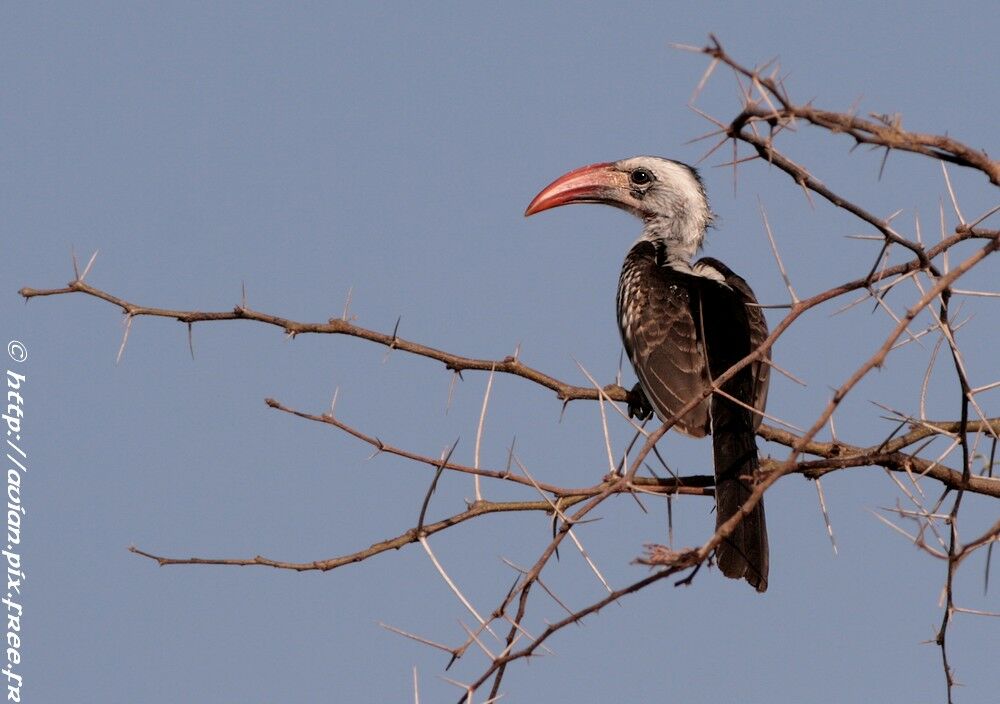 Western Red-billed Hornbilladult breeding