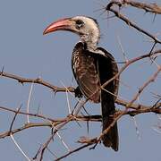 Western Red-billed Hornbill