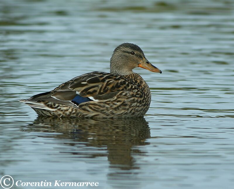 Mallard female adult breeding