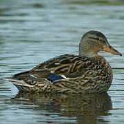 Canard colvert