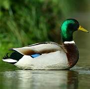 Canard colvert