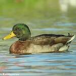 Canard colvert