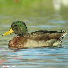 Canard colvert