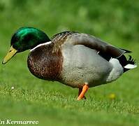 Canard colvert