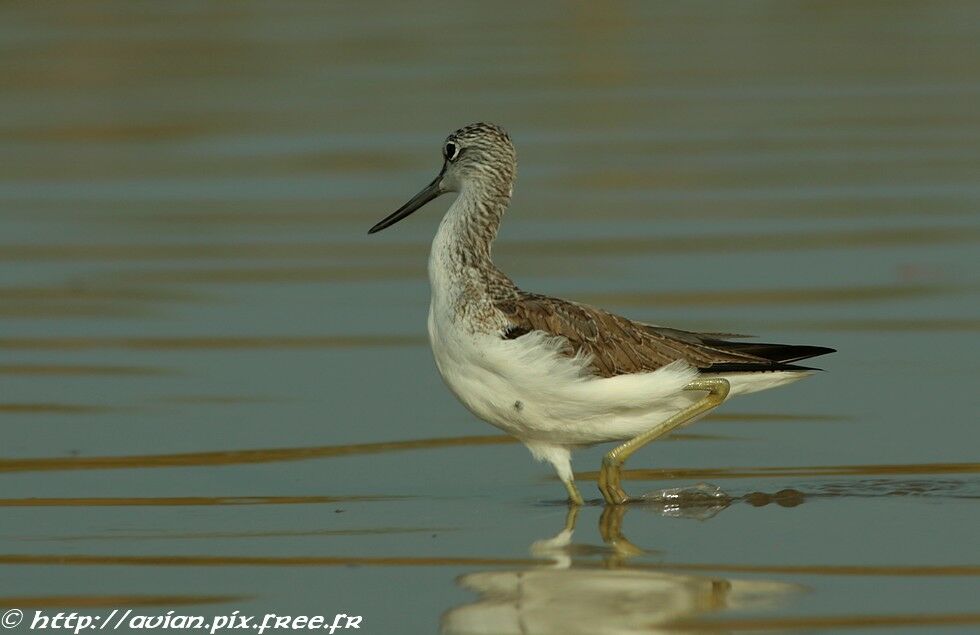 Common Greenshankadult post breeding