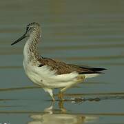 Common Greenshank