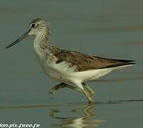 Common Greenshank