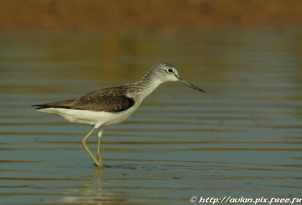 Common Greenshankadult post breeding