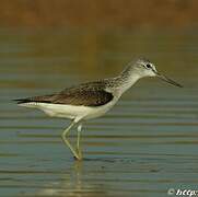 Common Greenshank