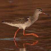 Common Redshank