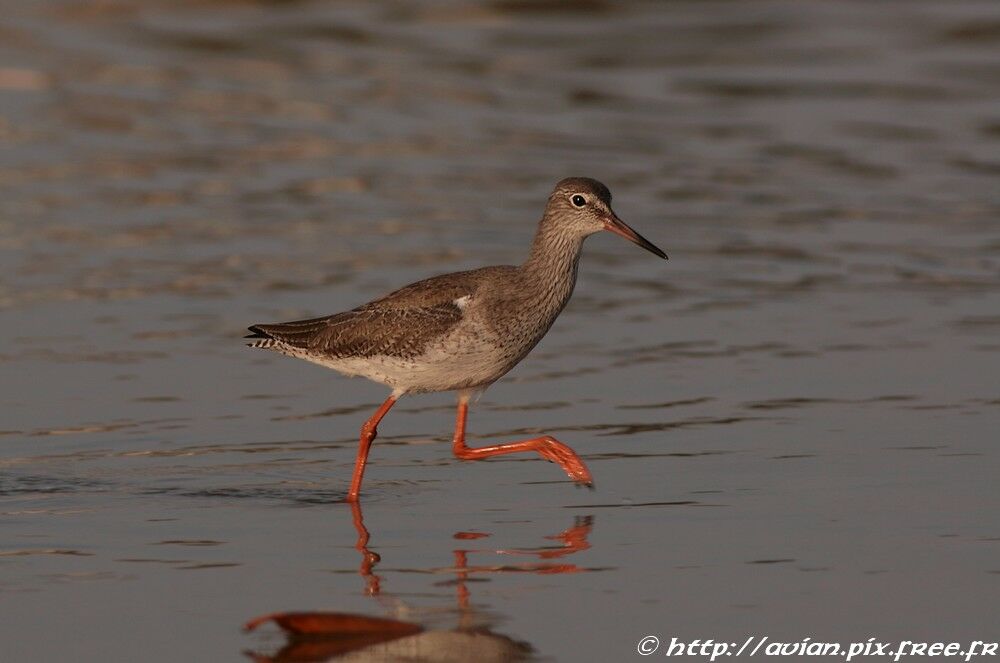 Common Redshankadult post breeding