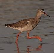 Common Redshank