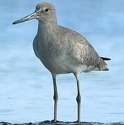 Willet