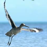 Willet