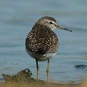 Wood Sandpiper