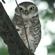 Spotted Owlet