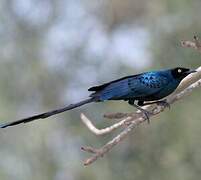 Long-tailed Glossy Starling