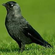 Western Jackdaw